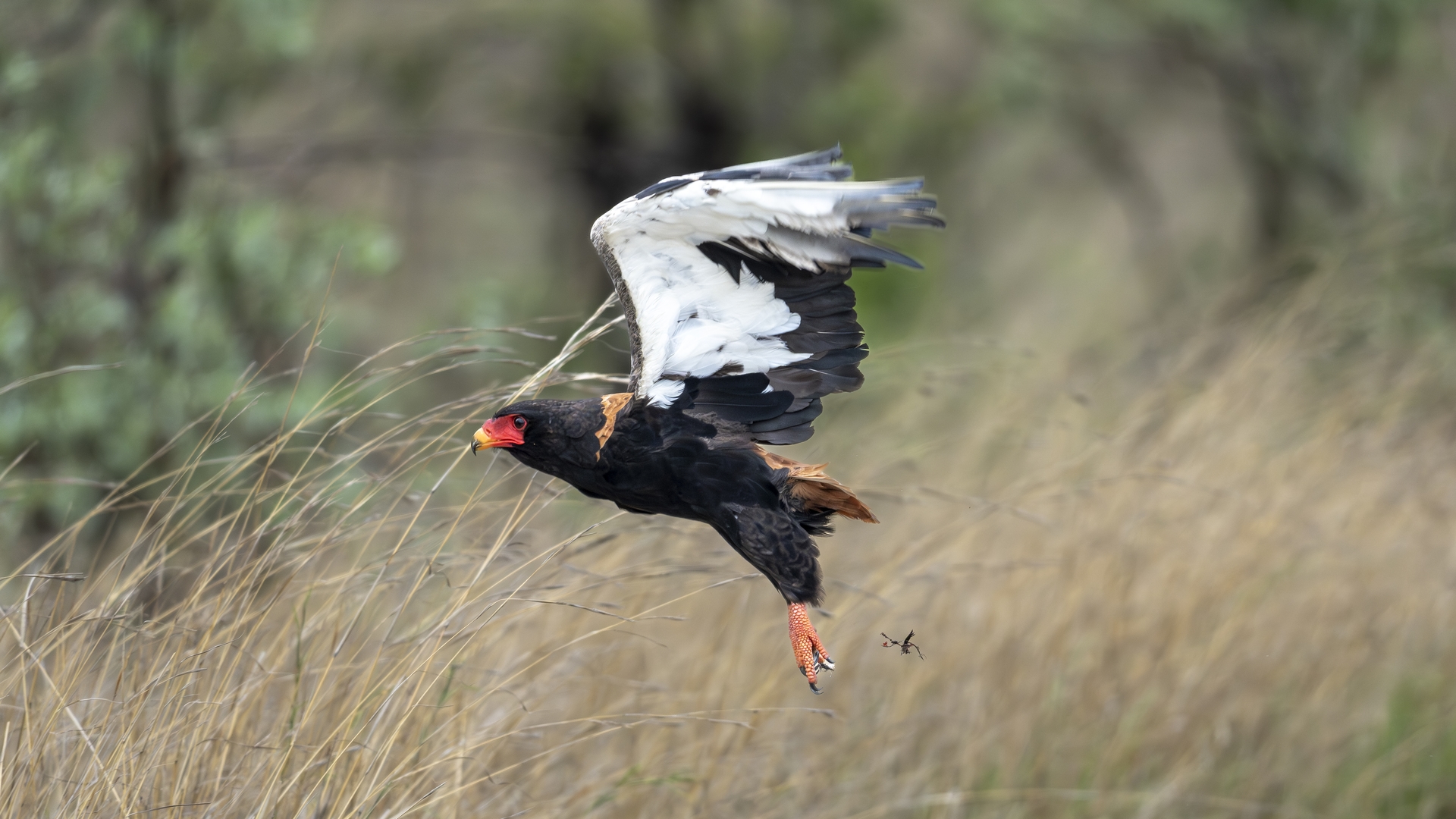Kruger25 2025 10 30 11 17 39 ILCE 1M2 600